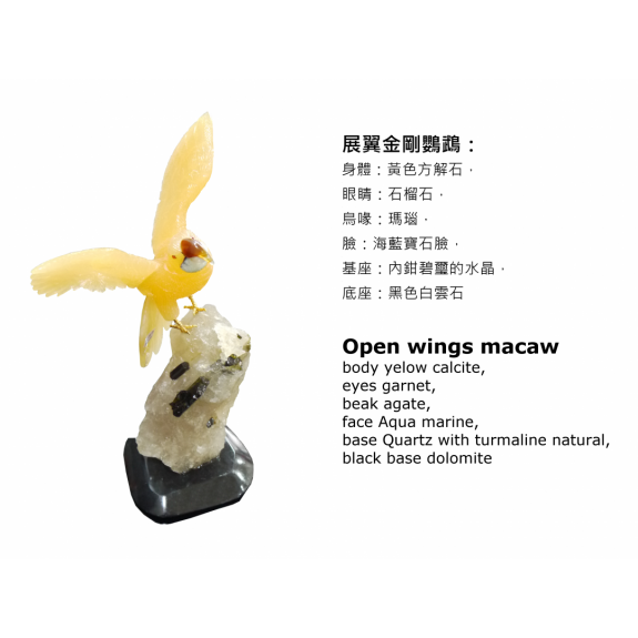 Open Wings macaw